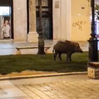Βίντεο: Αγριογούρουνο κάνει βόλτα στο κέντρο της Θεσσαλονίκης στην πλατεία Αριστοτέλους