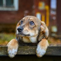 Δωρεάν Ηλεκτρονική Σήμανση (Microchip) Χιλίων Δεσποζόμενων Ζώων