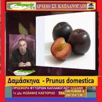 Δαμάσκηνα – Prunus domestica – Δείτε το βίντεο – Της Μάρθας Στ. Καπλάνογλου