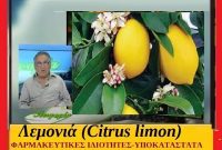 Λεμονιά (Citrus limon) – Λεμόνι Ιατροφαρμακευτικές ιδιότητες ,χρήσεις ,υποκατάστατα λεμονίου – Της Μάρθας Στ. Καπλάνογλου