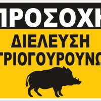 Κίνδυνος από διελεύσεις αγριογούρουνων στην περιοχή της Γαλατινής