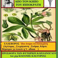Ελλέβορος βότανο από τον κήπο του Ιπποκράτη – Της Μάρθας Στ. Καπλάνογλου