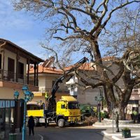 Κλάδεμα στους πλατάνους στο Δήμου Βοΐου